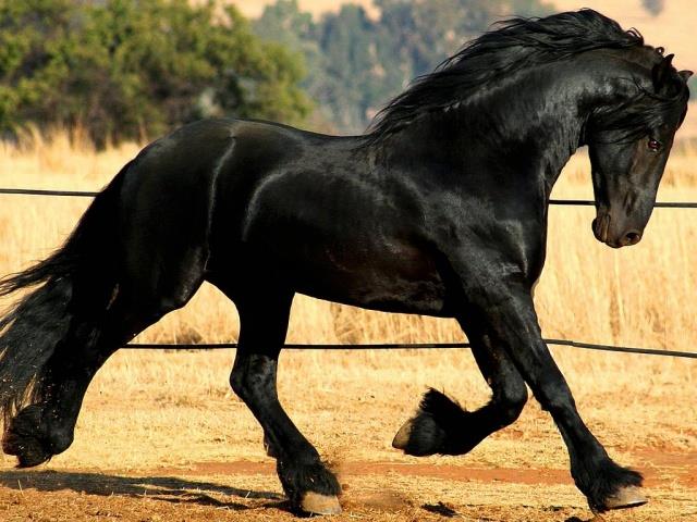 Wallpaper - blackhorse.jpg